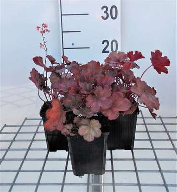 6x Damastbloem - Heuchera hybr. 'Cherry Cola' | 9x9 cm pot