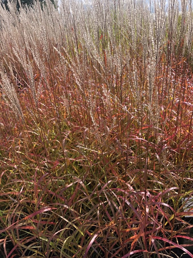 6x Prachtriet, Reuzenriet - Miscanthus sin. 'Ghana' | 9x9 cm pot