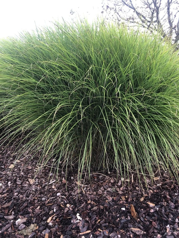 12 x Miscanthus sinensis Gracillimus - Prachtriet in 9x9cm pot