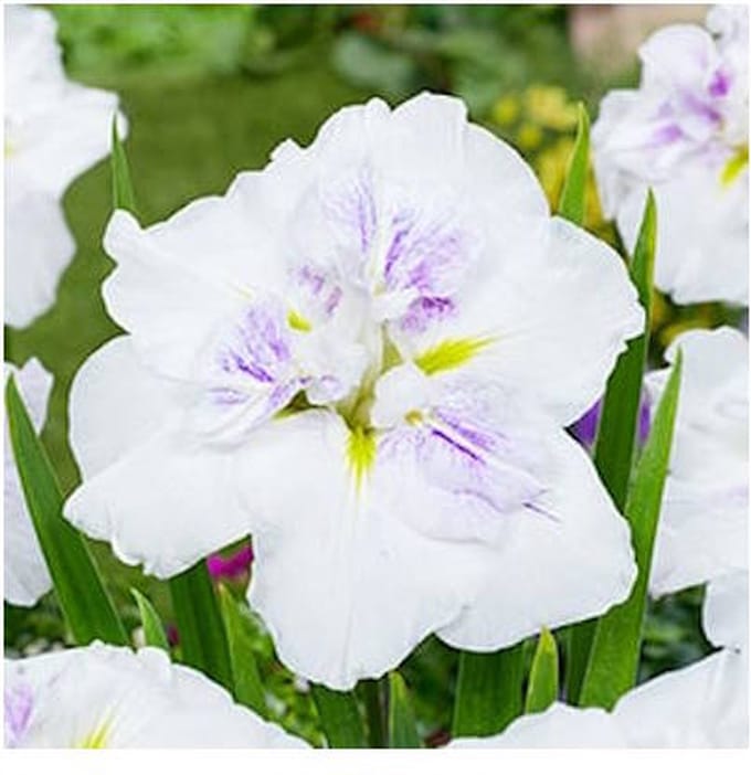 Moerings Iris Ensata Dinner Plate Cupcake | Japanese Iris | In 11CM pot