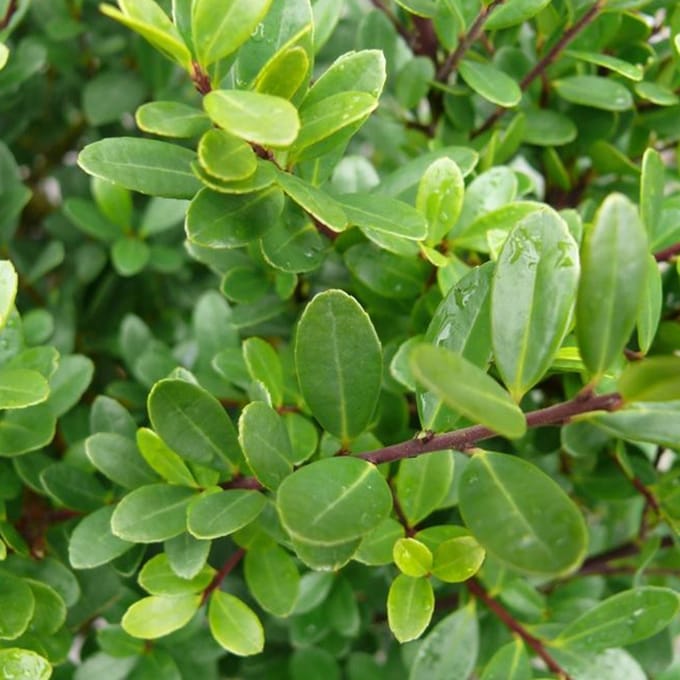 Hulst - Ilex crenata 'Dark Green' ® - 12-15 cm Pot 9x9cm