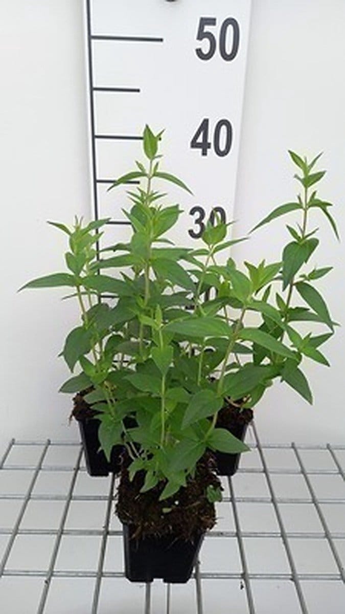 6x Pycnanthemum - Pycnanthemum muticum | 9x9 cm pot