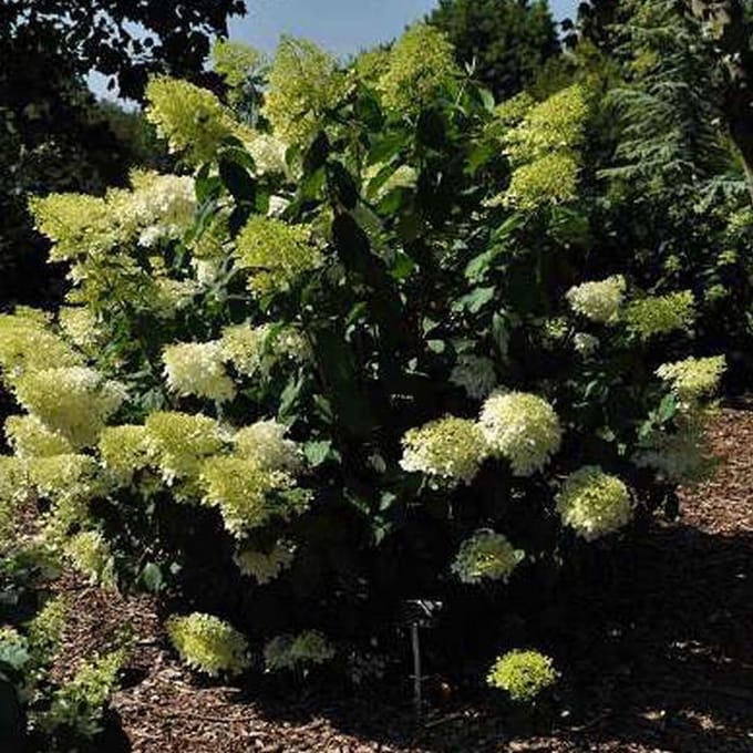 Hydrangea Paniculata 'Phantom' - Hortensia 40-50 cm in pot