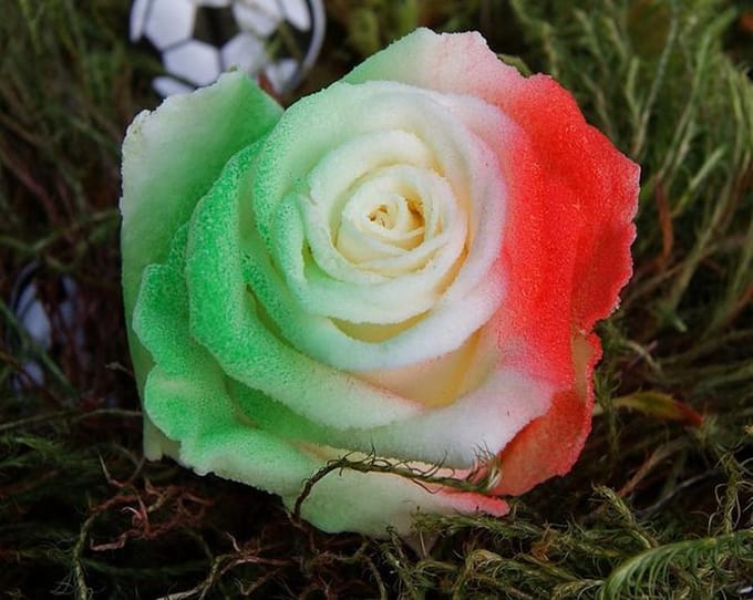 Vlag Italië rozen 10 stuks