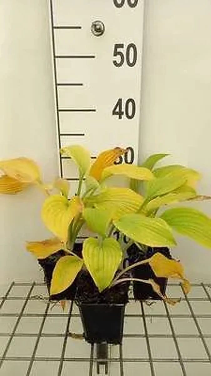 6x Hartlelie - Hosta hybr. 'August Moon' | 9x9 cm pot