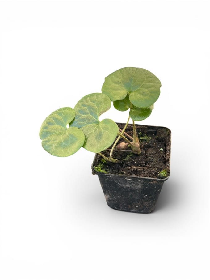 6x Mansoor - Asarum europaeum | 9x9 cm pot
