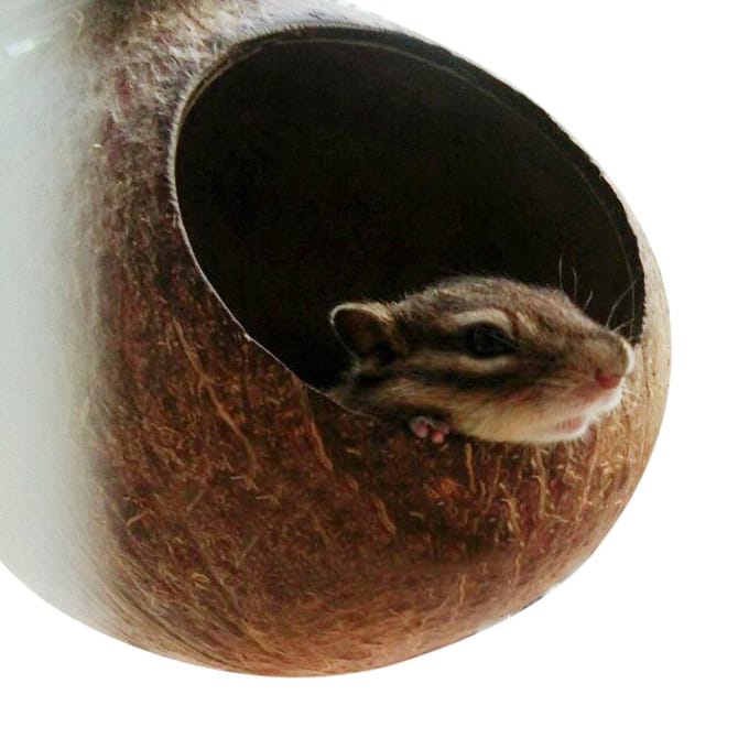 Huisdier Papegaai Nest Natuurlijke Kokosnootschaal Huis Kooi Voeder Parkiet Vogels Hamster Speelgoed black
