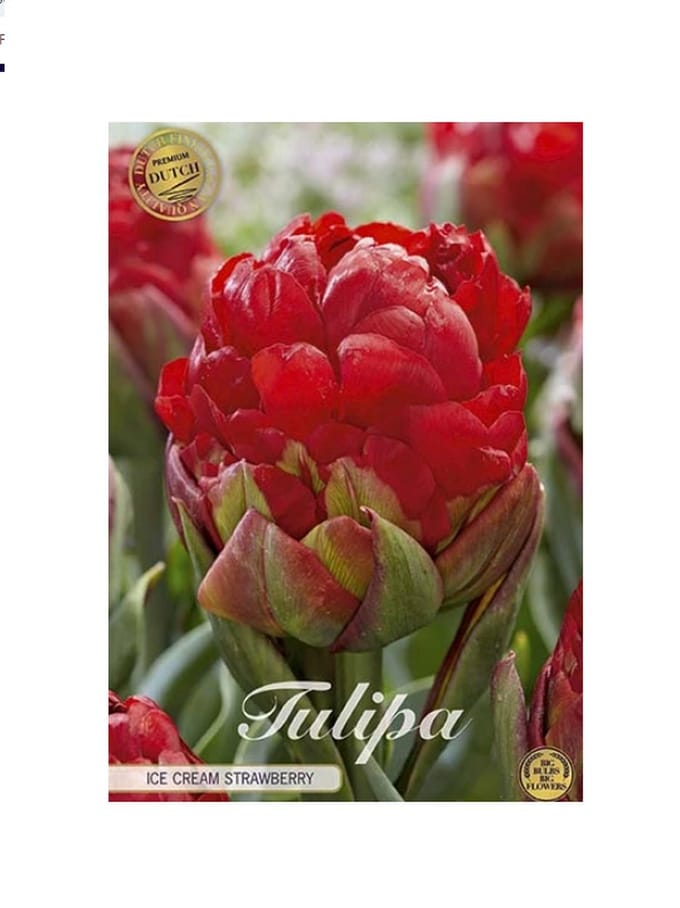 Dutch Finest Quality bloembollen Tulpen 10 stuks Tulp Icecream Strawberry