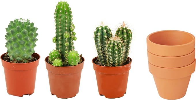 ZynesFlora - Mini Cactus Mix - 3 Stuks - Ø 8,1 cm Terracotta Bloempotten - 5-10 cm
