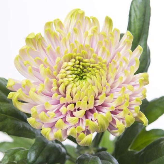 10x Chrysant rossano charlotte 70cm