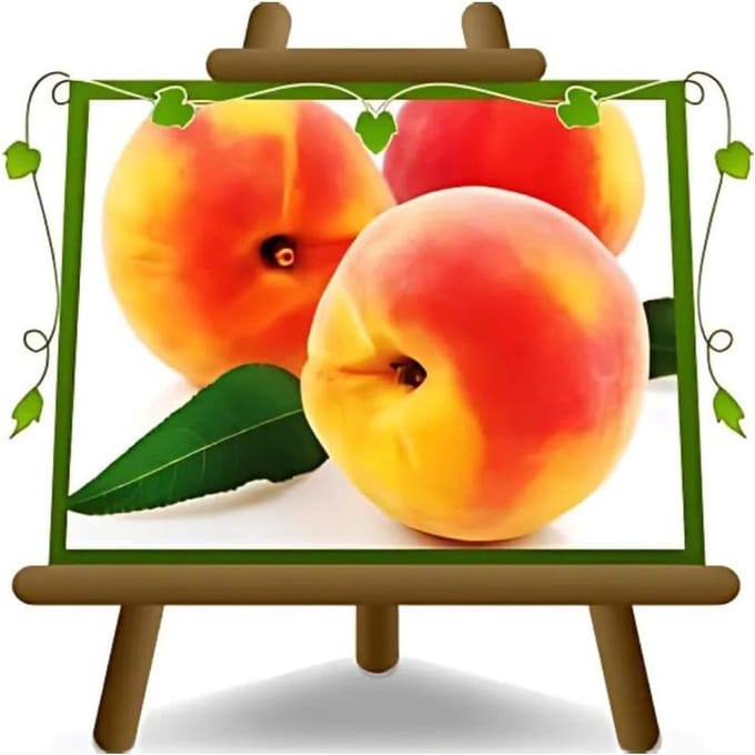 Perzikboom Maycrest - Fruitplant met gele pulp - Zelf fruit kweken - Op pot gekweekte stam