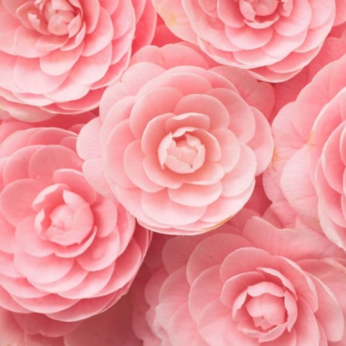 Geurolie - Zoete Camellia - 100 ml