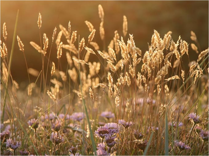 Fotobehang - Awakening ceral field.