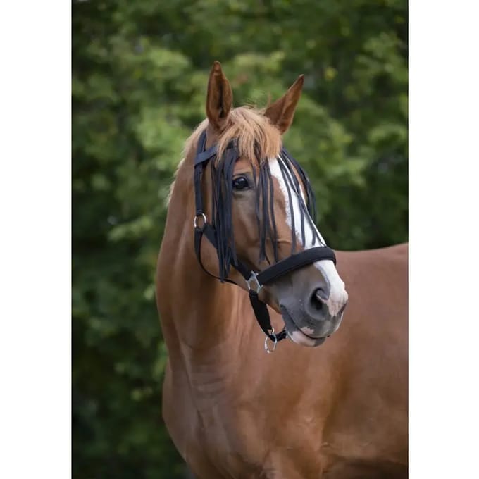 Frontaal voor paard Norton Chasse-mouches