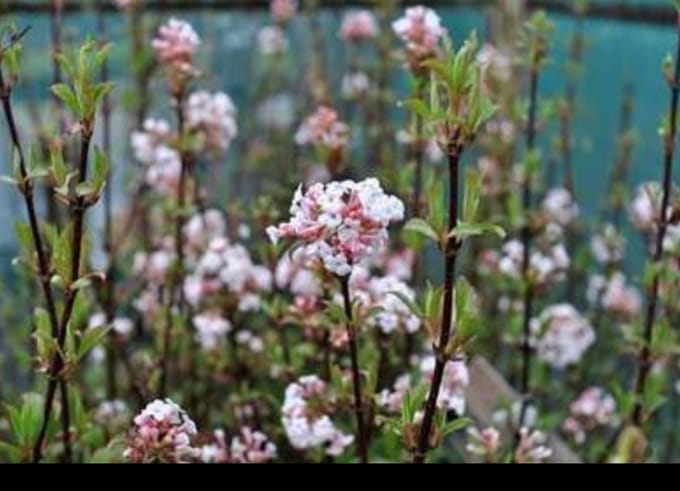 2 x Viburnum far. 'December Dwarf' - Sneeuwbal 60- 80 cm in pot