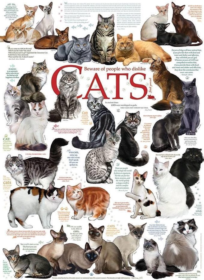 Katten Citaten - 1000 stukjes