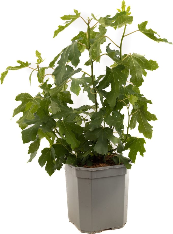 Ficus Gustis® TwoTimer® | vijgenstruik | 2 x per jaar vruchten | Ø 24 cm