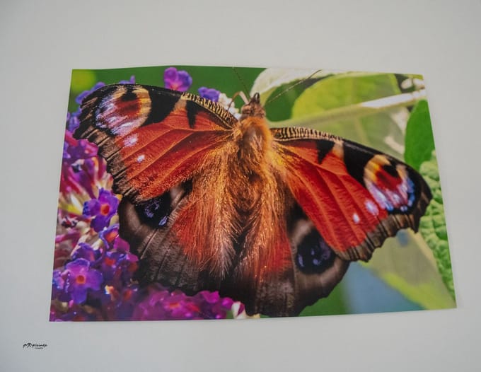 Kleintje fotografie Vlinder Poster 60x 40 CM