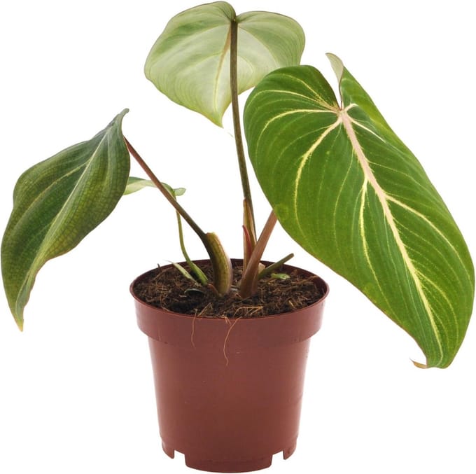 Plantenboetiek.nl | Philodendron Gloriosum - Ø 12cm - Hoogte 25cm