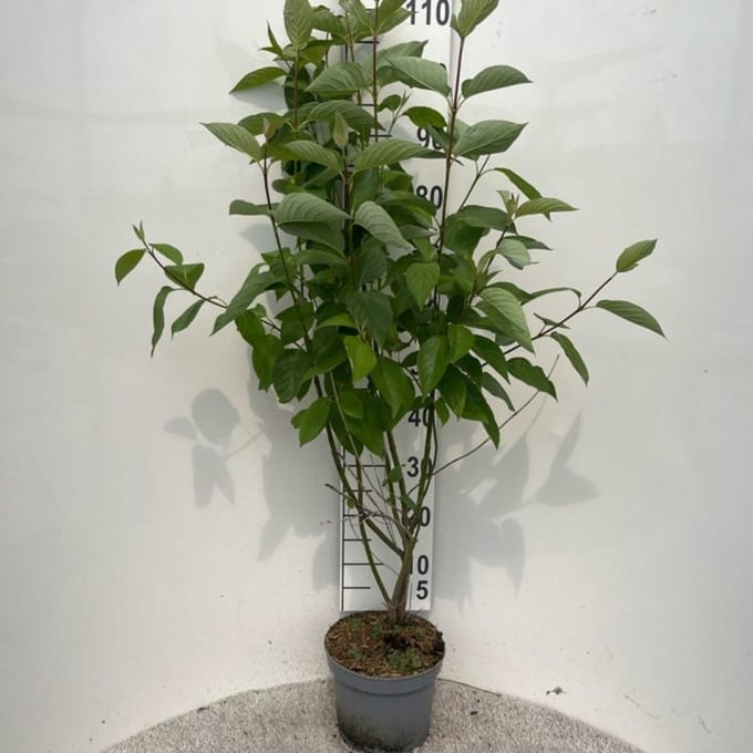 Plants Online BV - Planten - Tuinplanten - Heesters - Set van 1 - Cornus alba