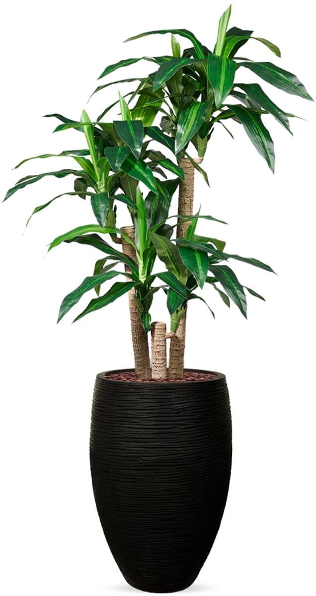 Kunstplant Dracaena fragans in Vaas elegant Rib zwart H155 cm