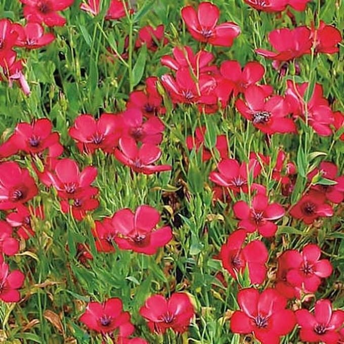 Vlas zaden - Rood Vlas