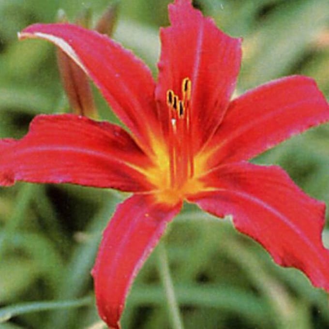 3 x  Hemerocallis 'Flaming Sword' - Daglelie pot 9x9cm
