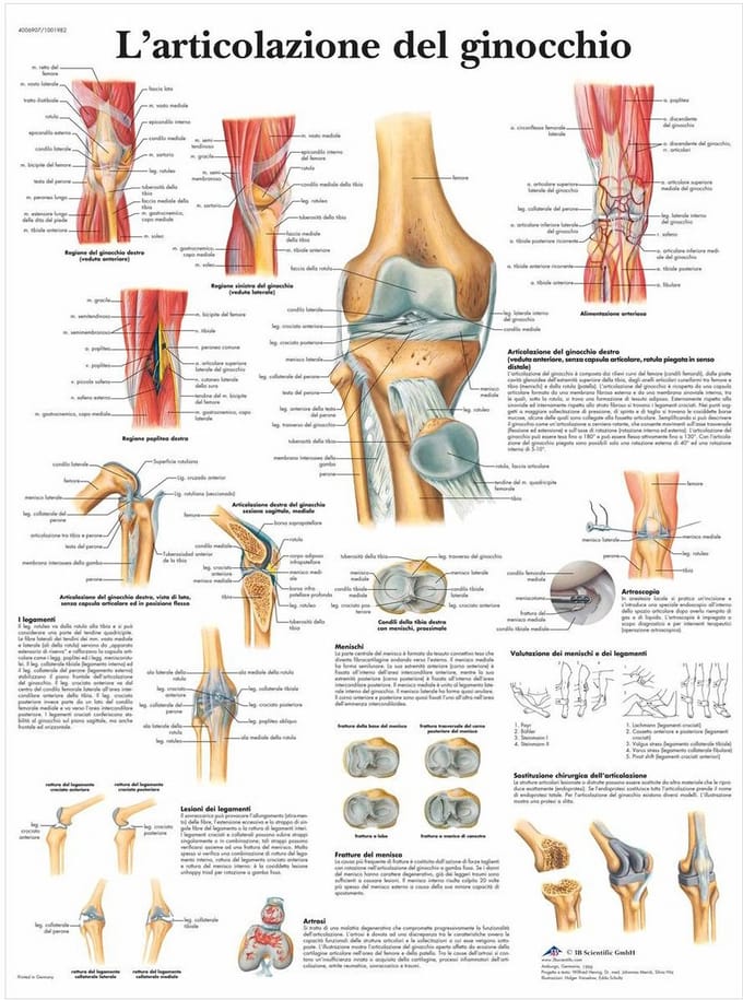 Anatomisch Model Kniegewricht - Realistisch Skeletbouw Onderdeel