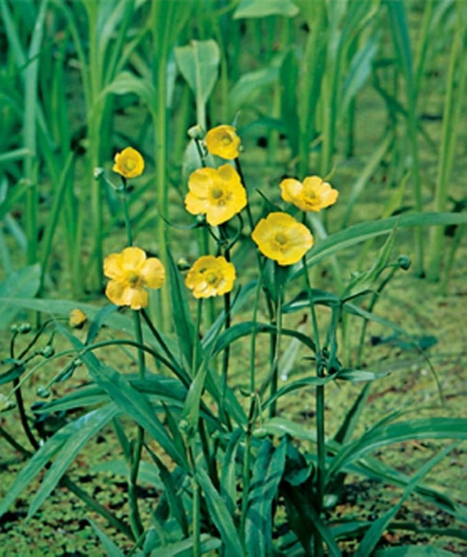 Ranunculus flammula P9