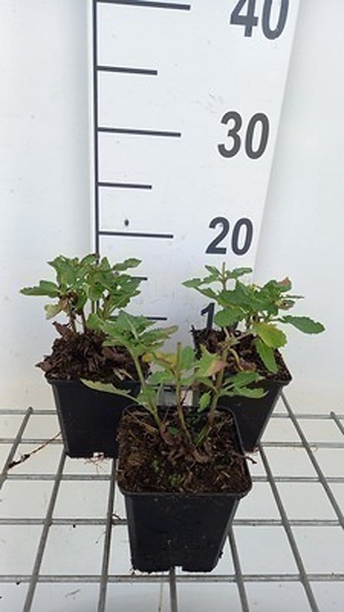 6x Salie - Salvia sylv. 'Balsalarv' ('blue marvel') | 9x9 cm pot