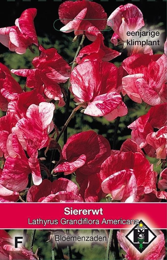 2 stuks Van Hemert & Co Lathyrus odoratus Americana