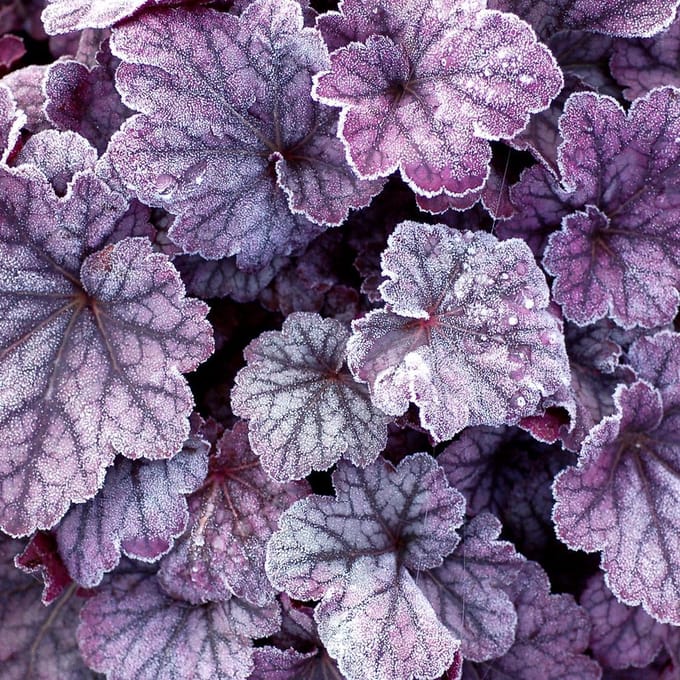 6 x Heuchera Plum Pudding® - Purperklokje pot 9x9cm
