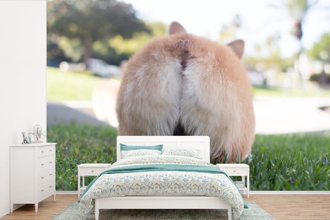 Behang - Fotobehang Kont van corgi - Breedte 450 cm x hoogte 300 cm