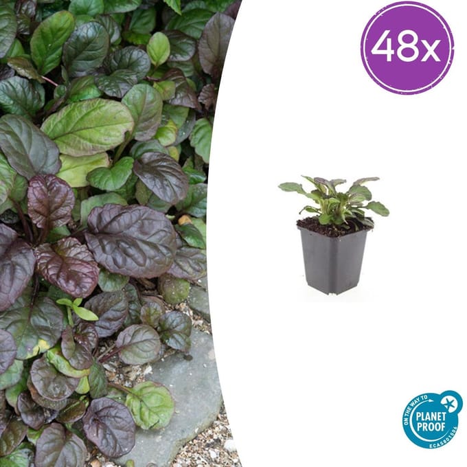 Ajuga reptans 'Catlin's Giant' 48x – Wintergroene Bodembedekkers met Blauwe Bloemen