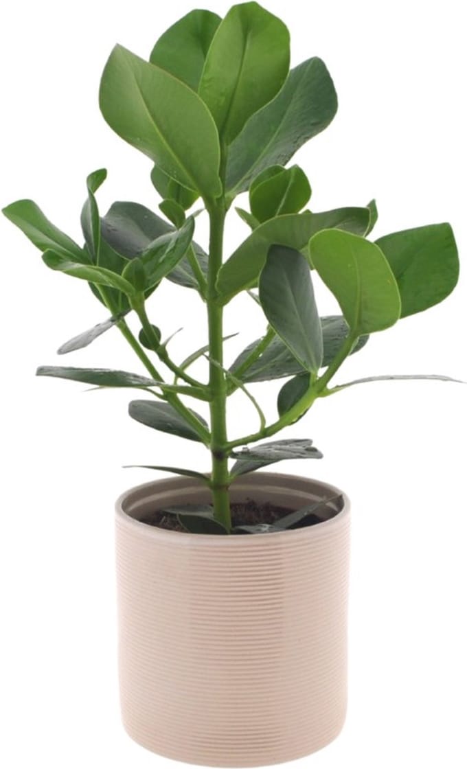 Clusia rosea Princess | 35cm | met gebroken witte keramieken pot