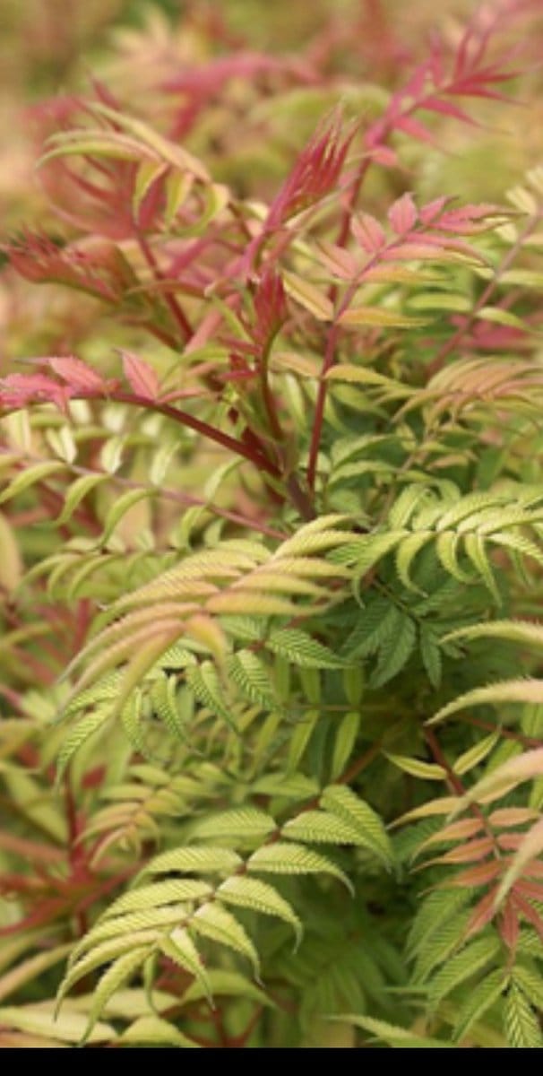 2 x Sorbaria sorbifolia 'Sem'® - Lijsterbes Spirea 60- 80 cm in pot