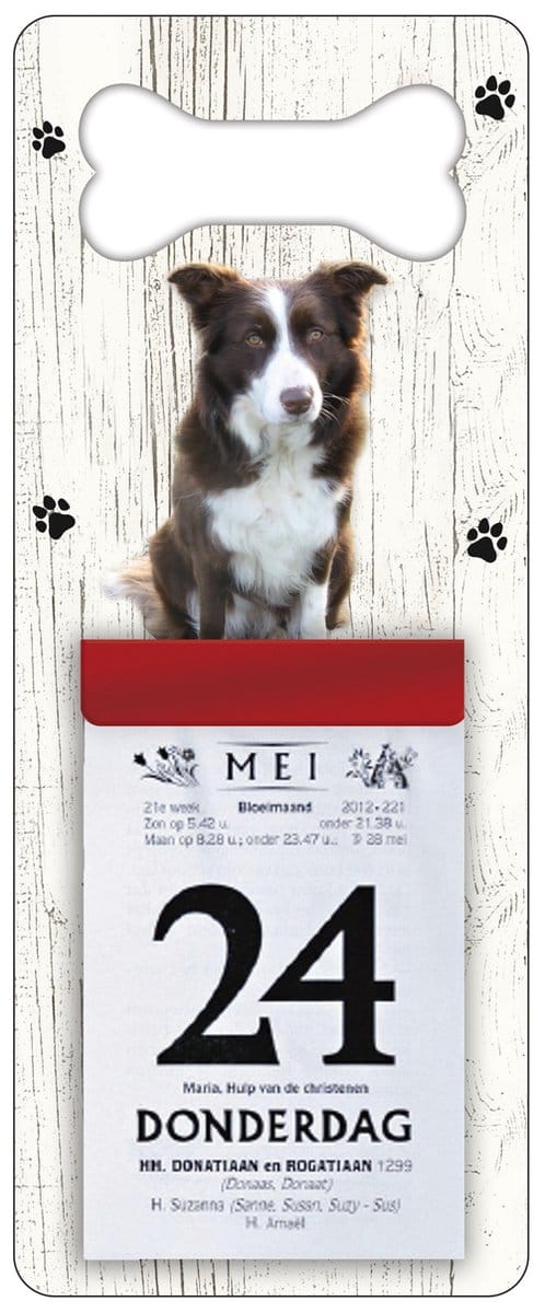 Scheurkalender 2027 Hond: Bordercollie