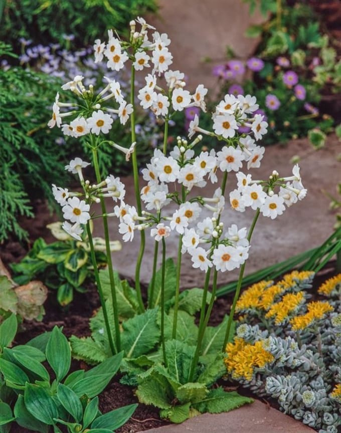 Moerings Primula japonica Alba | Japanse Sleutelbloem |In 9CM pot