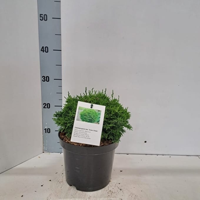 Chamaecyparis law. 'Green Globe' - Schijncipres | 20-25 cm pot
