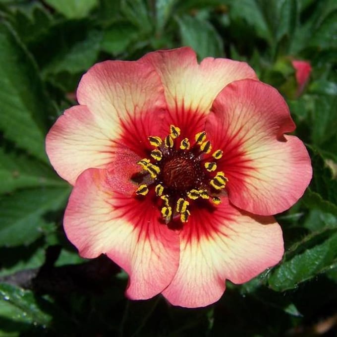 6 x Potentilla Nepalensis 'Miss Willmott' - Ganzerik pot 9x9cm