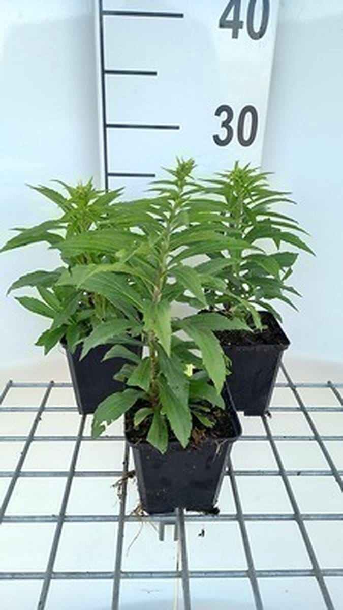 6x Guldenroede - Solidago hybr. 'Golden Dwarf' | 9x9 cm pot