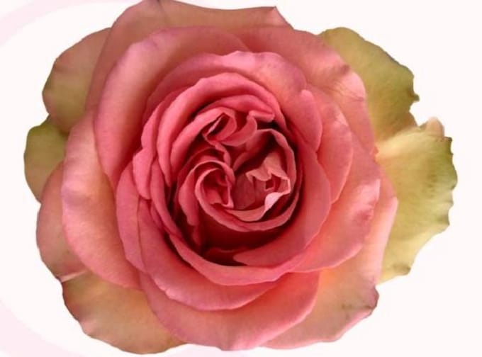 25x Rosa alhambra 50cm