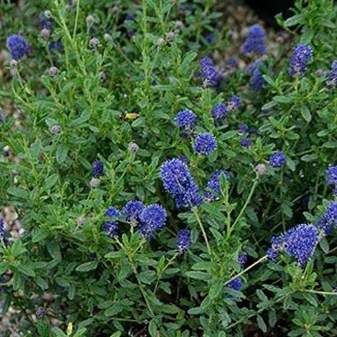 CEANOTHUS 'EDINBURGH' - Amerikaanse sering 30-40 cm in pot