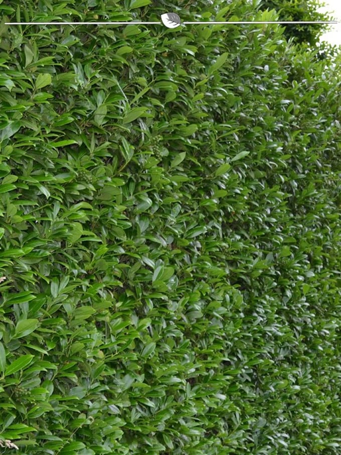 Laurier Prunus Caucasica 100-120 cm, 5x Haagplant