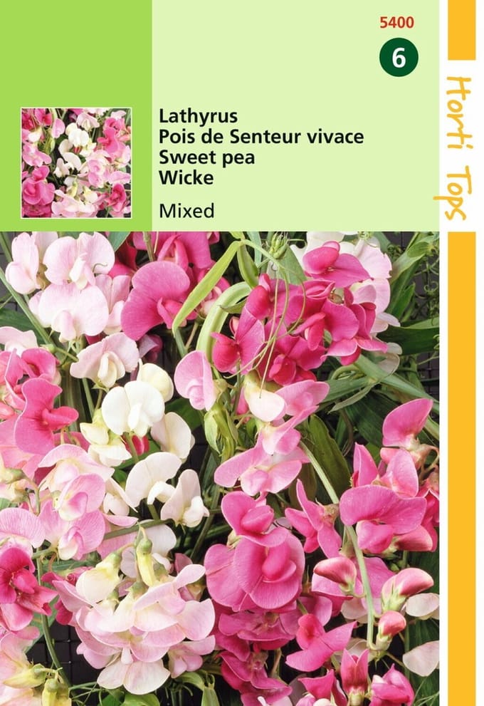 2 stuks - Hortitops - Lathyrus Latifolius Gemengd