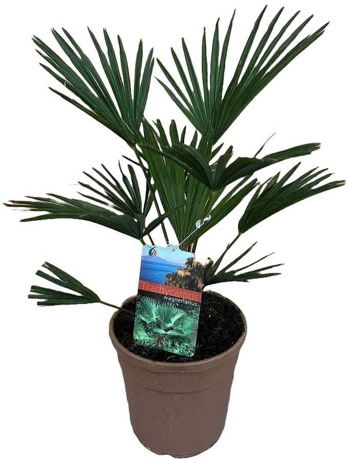 Trachycarpus wagnerianus - Hoogte 75cm - Pot 24cm