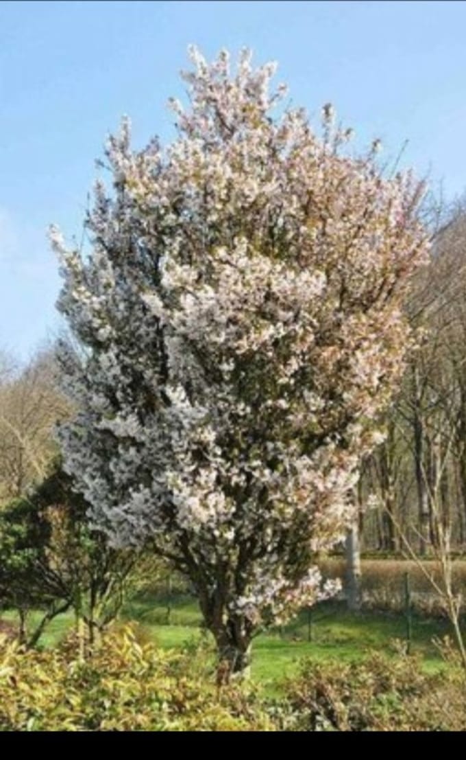 Prunus nipponica 'Brillant' - Sierkers 60- 80 cm in pot