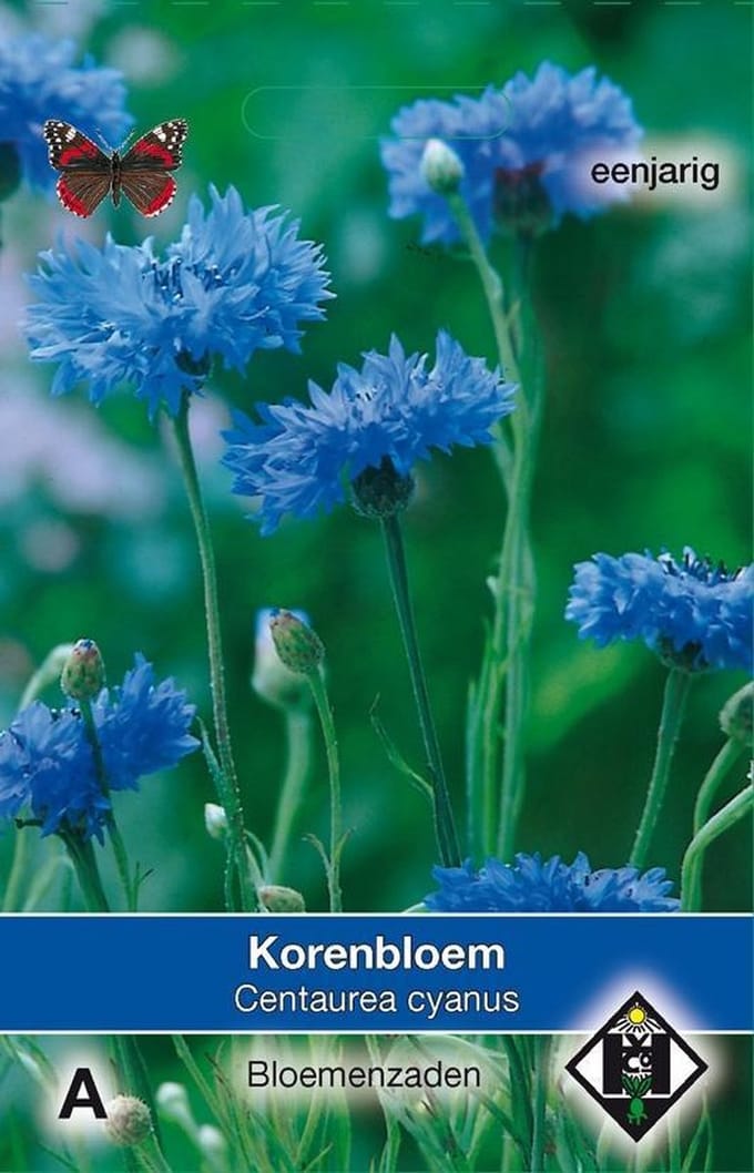 2 stuks Van Hemert & Co Centaurea cyanus enkele blauw