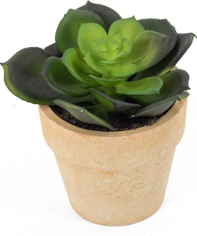 HomeBound by KY | Vetplantje kunst in pot | kunstplant