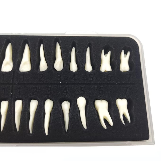 Tand 28 Permanente Tanden Modellen Met Wortels Anatomisch Gipsmodel Voor Tandheelkundige Studie white
